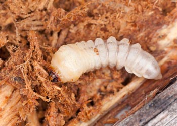 Devis traitement termites