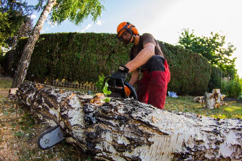 Prix abattage d'arbre